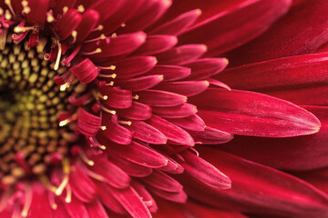 red dahlia flower
