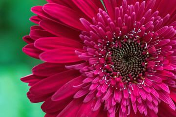 pink gerber daisy