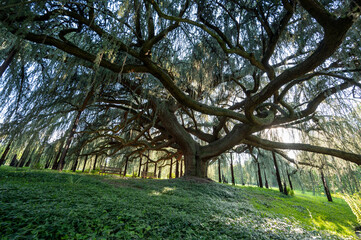 Cèdre bleu de l'Atlas