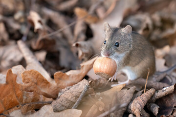adorable, animal, autumn, background, beautiful, black, black eyes, blurred background, brown, closeup, creature, cute, ears, elk island national park, eye, fall, fallen leaves, fluffy, foliage, food,