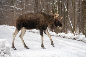 a huge elk bull with one big antler is crossing the snowing road in the forest in winter and blurred background