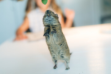 close up of a dragon