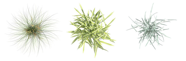 wild field grass, top view, isolated on white background, 3D illustration, cg render