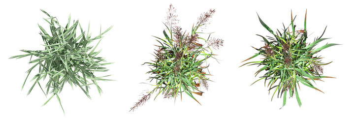 wild field grass, top view, isolated on white background, 3D illustration, cg render
