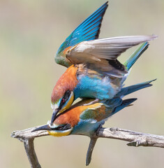 European bee-eater, Merops apiaster. A family of birds engaged in love games