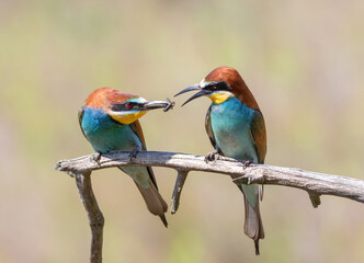 European bee-eater, Merops apiaster. The male gives the female a gift