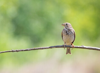 Fototapeta premium Corn bunting, Emberiza calandra. The male bird sits on a thin branch against a green background