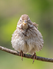 Corn bunting, Emberiza calandra. The male looks into the lens, feathers fluffed up