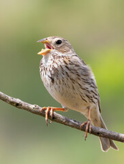 Corn bunting, Emberiza calandra. A bird sings, sitting on a branch, on a beautiful blurry background
