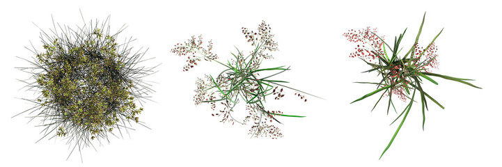 wild field grass, top view, isolated on white background, 3D illustration, cg render