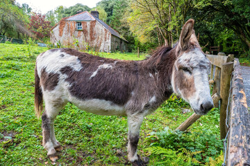 Donkey on a pasture. Ireland