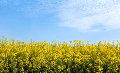 rape field in bloom and blue sky