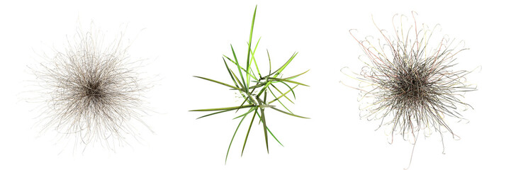 wild field grass, top view, isolated on a transparent background, 3D illustration, cg render