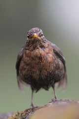 Common blackbird, Turdus merula i natural habitat. Wildlife from Europe. Common Black-bird green background. Black bird with orange bill.