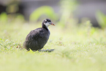 Juvenile coot