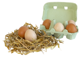 Oeufs de poule dans un nid de paille et en boîte