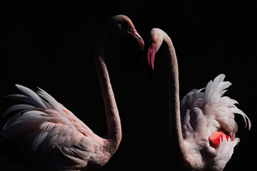 Greater Flamingo in the water.  Wildlife Camargue 