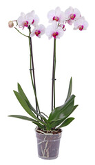 Fototapeta na wymiar Orchidée phalaenopsis 2 tiges blanche et rose
