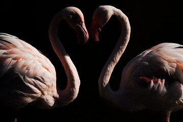 Greater Flamingo, Phoenicopterus ruber, beautiful pink big bird with long neck , animal in the nature habitat, France. Wild from Europe. Flamingo, wildlife.