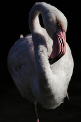 Greater Flamingo, Phoenicopterus ruber, beautiful pink big bird with long neck , animal in the nature habitat, France. Wild from Europe. Flamingo, wildlife.