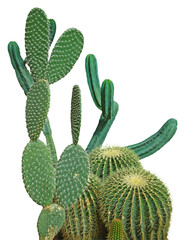 Différentes variétés cactus  © hcast