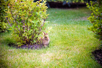 cute grey rabbit hiding under the green bushes in the park near the grass field under the sun