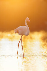 Fototapeta na wymiar flamingo in the water by sunset