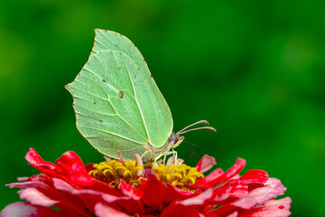 Macro shots, Beautiful nature scene. Closeup beautiful butterfly sitting on the flower in a summer garden.
