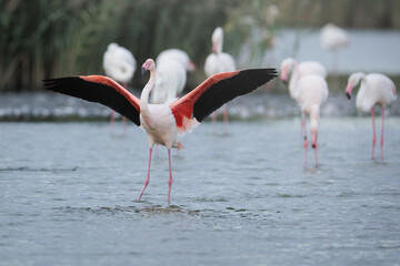 Fototapeta premium Greater Flamingo in the water. Wildlife Camargue 
