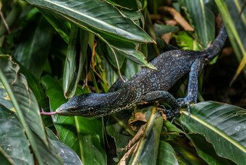 Blue Tree Monitor - Varanus macraei, beautiful lizard from Asian forests, Indonesia, Batanta island.