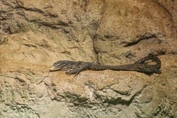 Blue Tree Monitor - Varanus macraei, beautiful lizard from Asian forests, Indonesia, Batanta island.