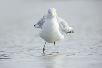 Herringgull 