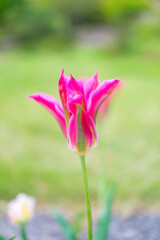 Fototapeta premium チューリップ