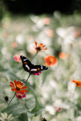 a close up of a beautiful butterfly perched on a flower, with a blurred background