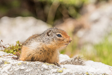 Naklejka na ściany i meble Cute ground squirrel on a rock on the hiking trail toward Eva lake in Mount Revelstoke National park, British Columbia, Canada