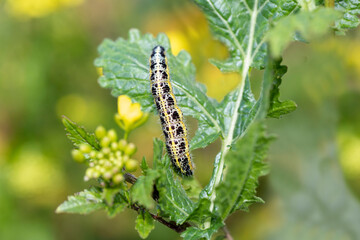 sinapis arvensis Turkish name : Great White Angel (Pieris brassicae ) butterfly caterpillar on mustard grass . While feeding on the plant.