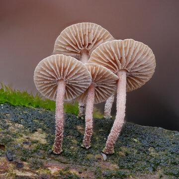 Pilz auf Totholz im Eifelwald
