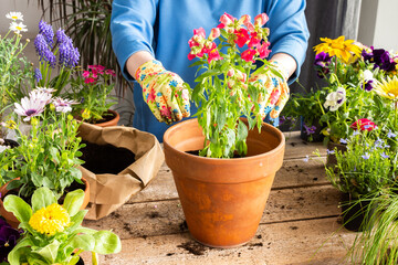 Spring decoration of a home balcony or terrace with flowers, woman transplanting a flower...