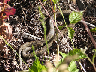 Schlingnatter (Coronella austriaca)