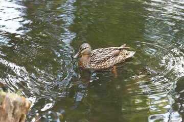 Duck in water
