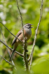 Zippammer (Emberiza cia)