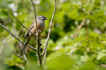 Zippammer (Emberiza cia)