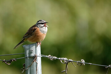 Zippammer (Emberiza cia)