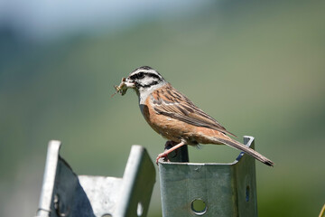 Zippammer (Emberiza cia)
