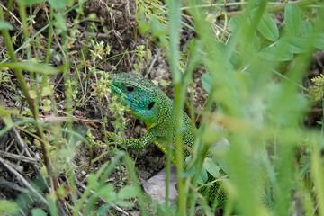 Westliche Smaragdeidechse (Lacerta bilineata)