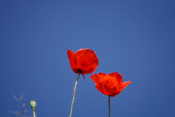 Obraz premium Klatschmohn (Papaver rhoeas)