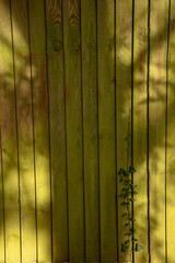 Closeup of a wooden garden fence with the shade of a tree trunk projected onto it and a growing green ivy.