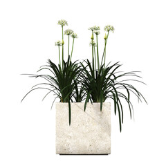 decorative flowers and plants for the interior,  isolated on transparent background, 3D illustration, cg render