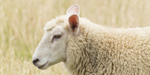 Woolly dike sheep portrait from the side