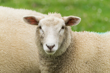 Portrait of a shy dyke sheep while looking at you